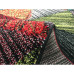 Синтетический ковёр RAINBOW 14 COLORS 7516A цена